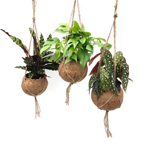 Hanging plants MIX (Kokodama)