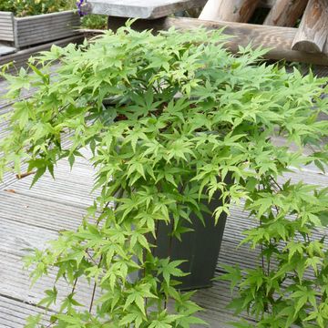 Acer palmatum 'Ryusen'