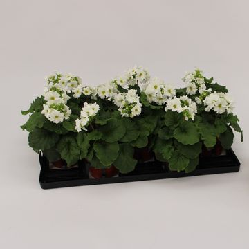 Primula obconica SWEET KISSES AMORE WHITE