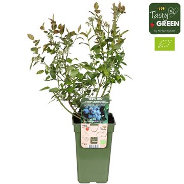 Vaccinium corymbosum 'Brigitta Blue'