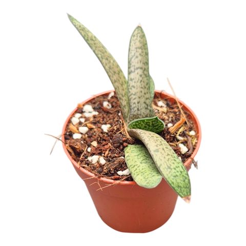 Gasteria bicolor 'Tyrannosaurus Rex Skin'