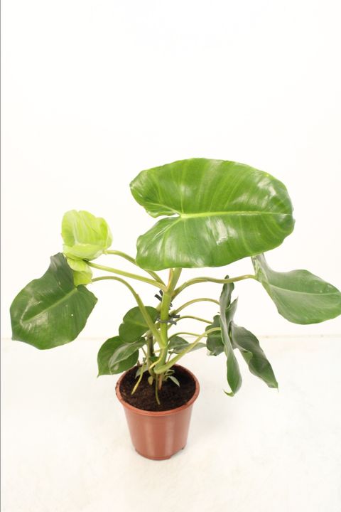 Philodendron burle-marxii