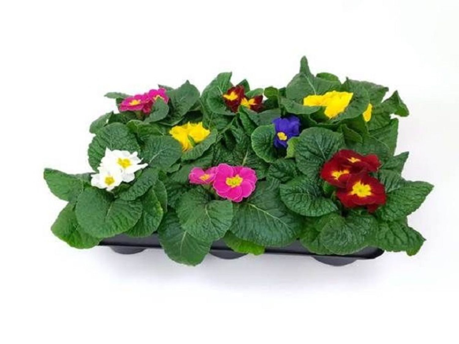 Primula vulgaris MIX — Растения Оптовая FlorAccess