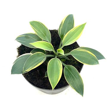 Hosta 'First Frost'