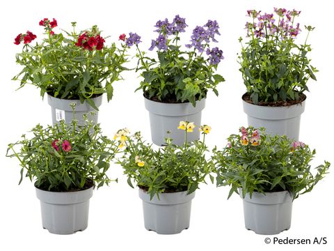 Nemesia MIX