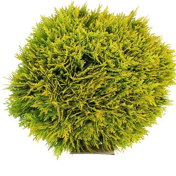 Thuja occidentalis 'Mirjam'