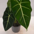 Alocasia micholitziana 'Frydek'