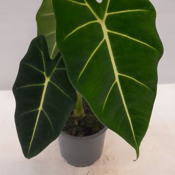 Alocasia micholitziana 'Frydek'