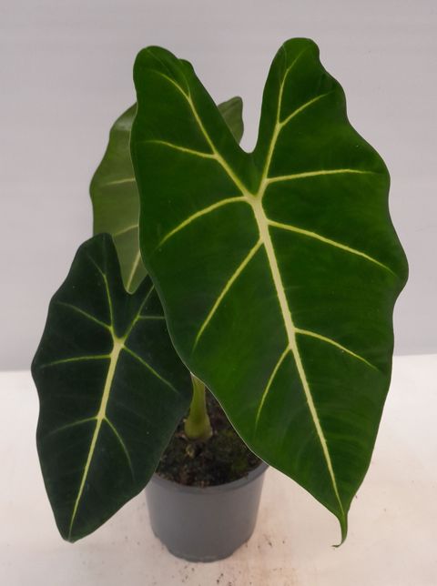 Alocasia micholitziana 'Frydek'