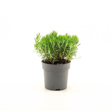 Andromeda polifolia 'Compacta'