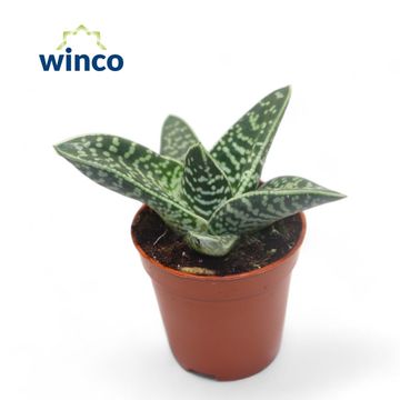 Aloe variegata 'Compacta'