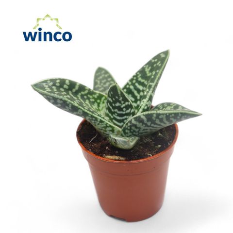 Aloe variegata 'Compacta'