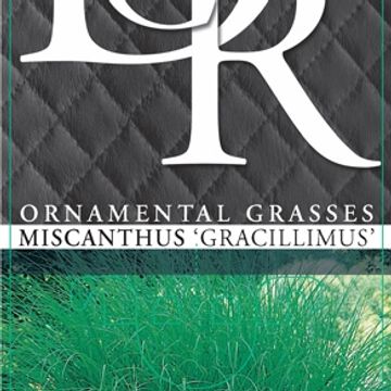 Miscanthus sinensis 'Грациллимус'