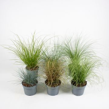 Grasses MIX