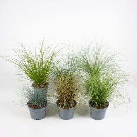 Grasses MIX