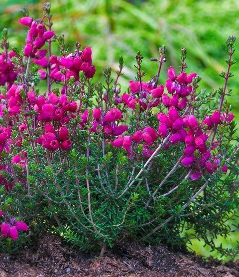 Erica cinerea 'Tobi'