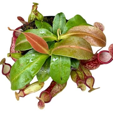 Nepenthes 'Gaya'