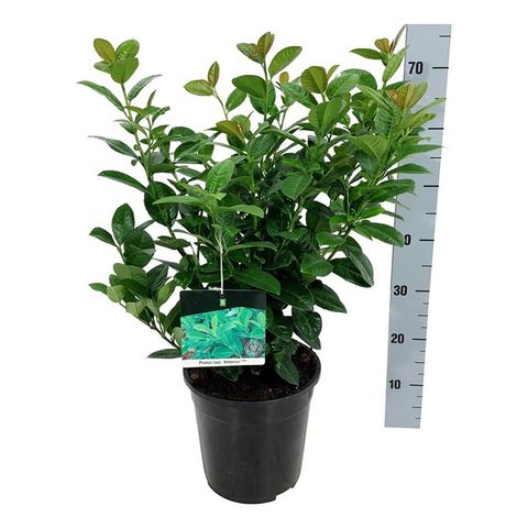 Prunus laurocerasus 'Antonius'