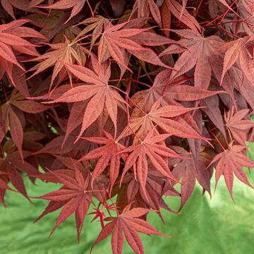 Acer palmatum 'Livy'