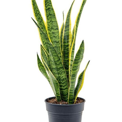 Sansevieria trifasciata 'Laurentii'