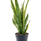 Sansevieria trifasciata 'Laurentii'