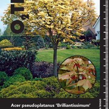 Acer pseudoplatanus 'Brilliantissimum'