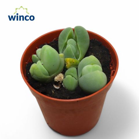 Vanheerdea divergens