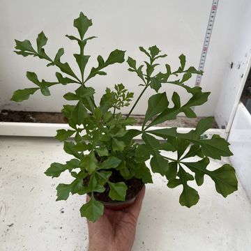 Cussonia spicata