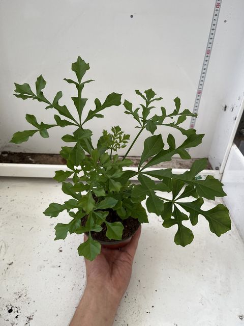 Cussonia spicata