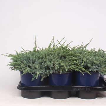 Juniperus squamata 'Blue Carpet'