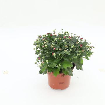 Chrysanthemum BLOOMING BEAUTY PURPLE