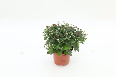 Chrysanthemum BLOOMING BEAUTY PURPLE