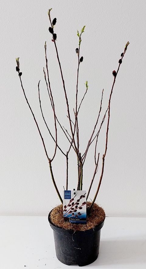 Salix gracilistyla 'Melanostachys'