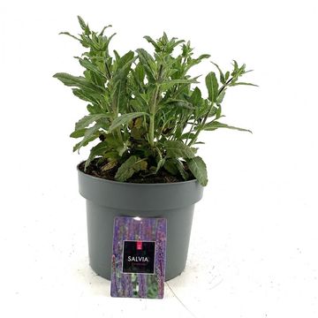 Salvia nemorosa 'Caradonna'