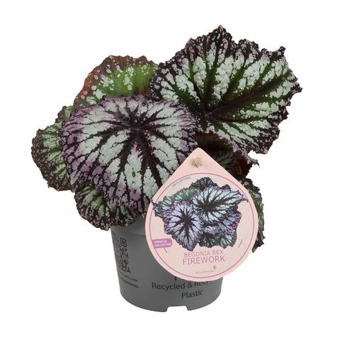 Begonia 'Fireworks'