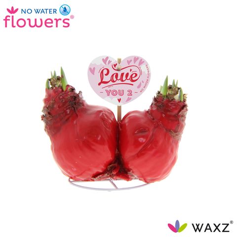 Composizione Hippeastrum