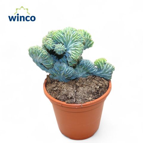 Myrtillocactus geometrizans cristata