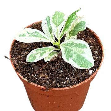 Ficus lyrata 'Variegata'