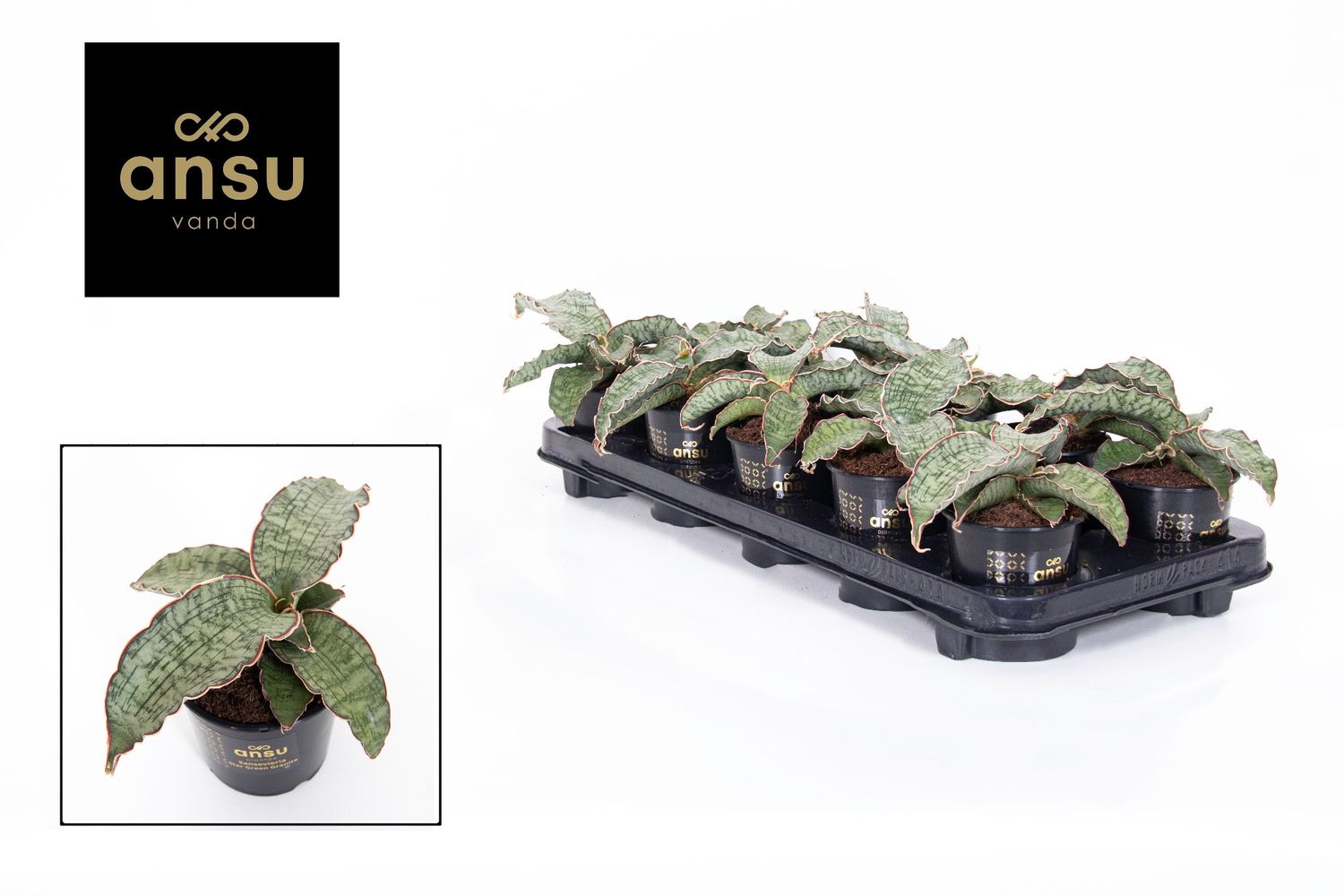 sansevieria robusta Sansevieria 'Robusta' – ECOVIBE main image 0