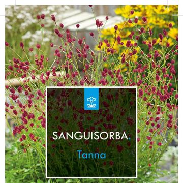 Sanguisorba officinalis 'Tanna'