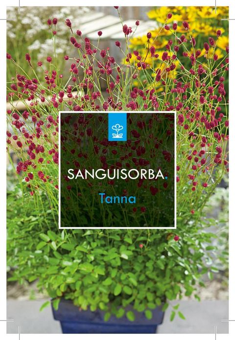 Sanguisorba officinalis 'Tanna'