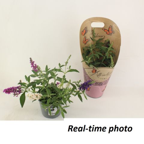 Buddleja davidii MIX