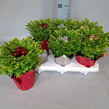 Selaginella martensii 'Jori'