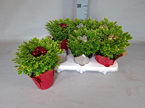 Selaginella martensii 'Jori'
