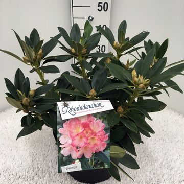 Rhododendron 'Percy Wiseman' (Y)