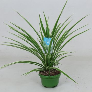 Chlorophytum comosum 'Вариегатум'