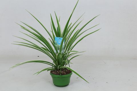 Chlorophytum comosum 'Вариегатум'