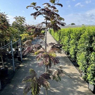 Albizia julibrissin 'Summer Chocolate'