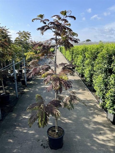 Albizia julibrissin 'Summer Chocolate'