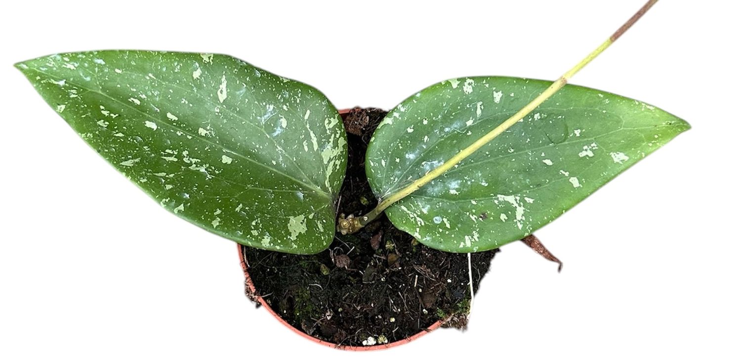 Hoya Sp Padang Sidempuan — Растения Оптовая FlorAccess